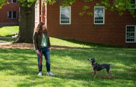 a person training a dog on a lawn