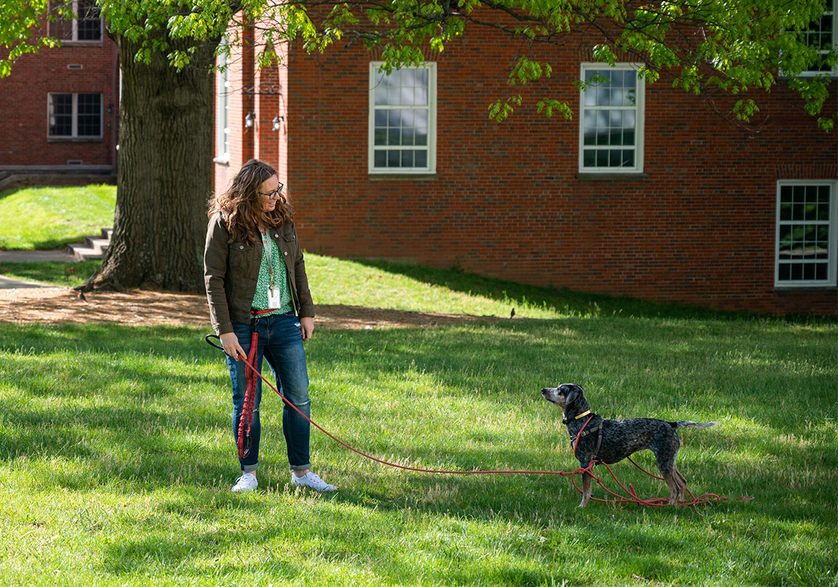 a person training a dog on a lawn