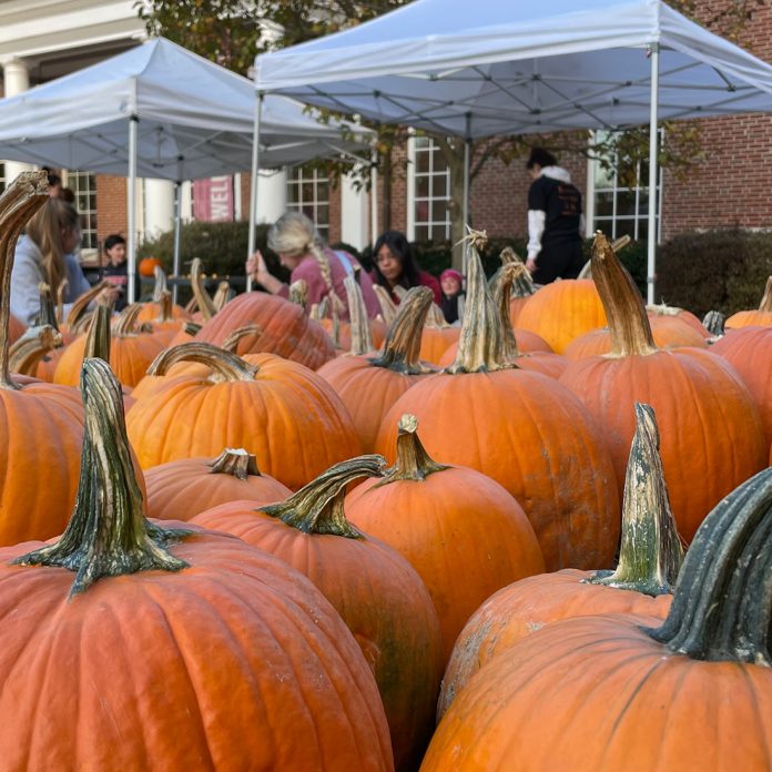 pumpkins lined up to be carved