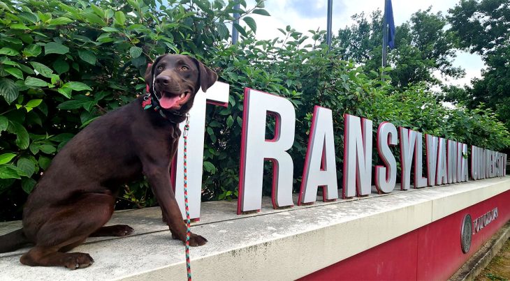 Dog sitting next to Transylvania University sign